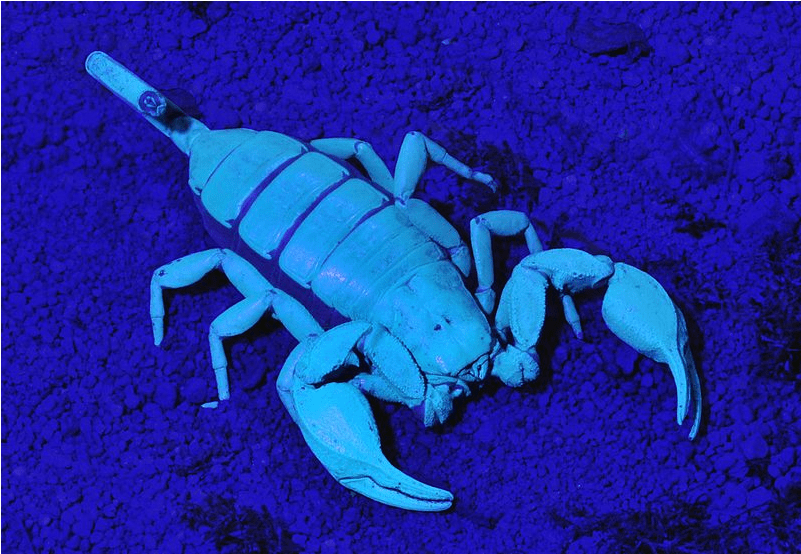 Scorpion Under UV