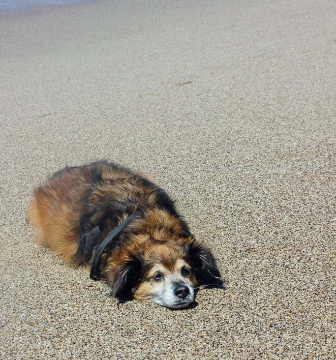 Dog laying on the sand on a dog friendly beach in California