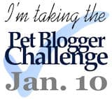 Pet Blogger Challenge III