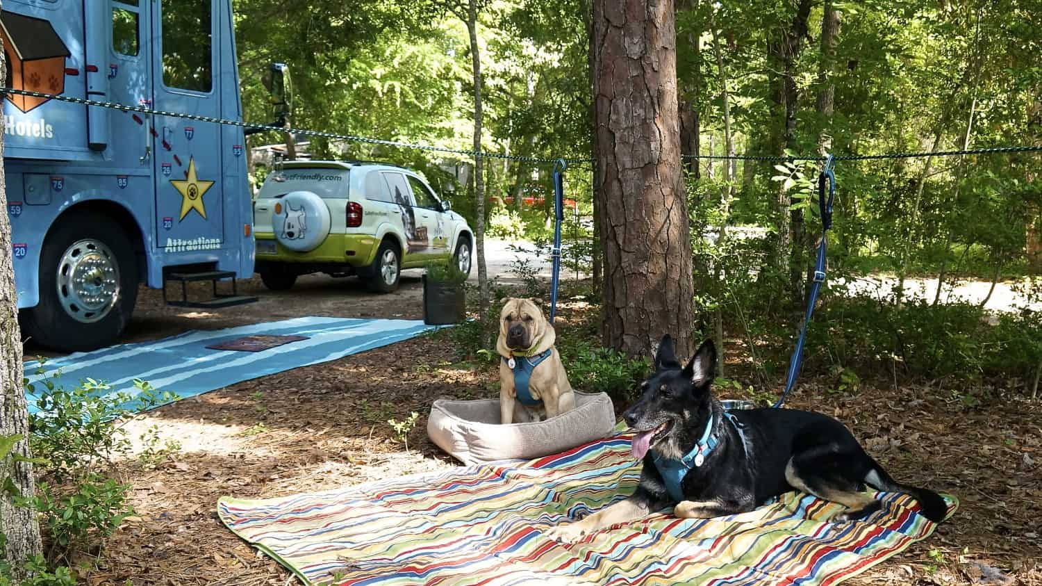  Ty the Shar-pei and Buster the German Shepherd relaxing in a campground on their zip line