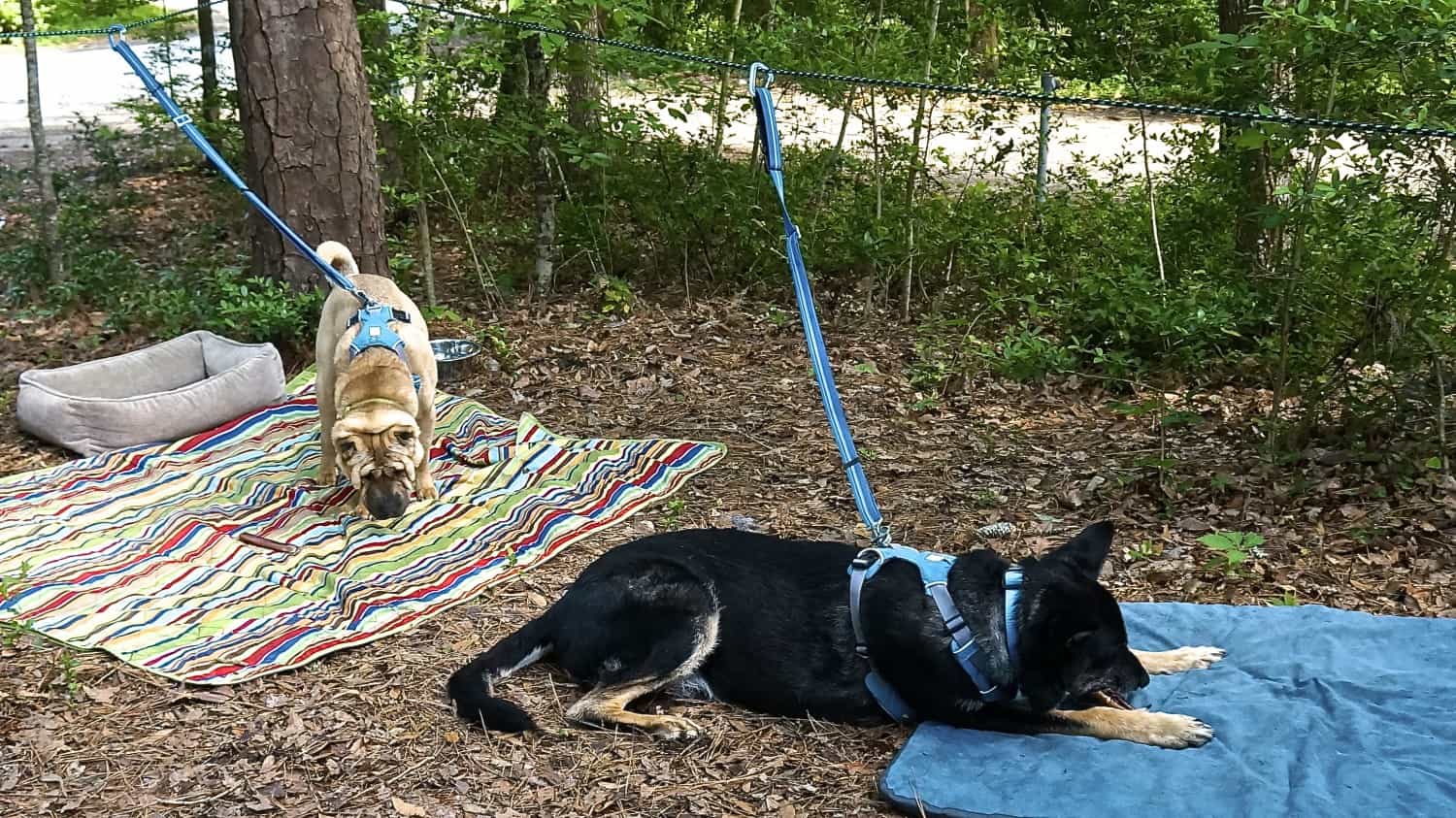  Ty the Shar-pei and Buster the German Shepherd from GoPetFriendly.com relaxing on their zip line in a camping site