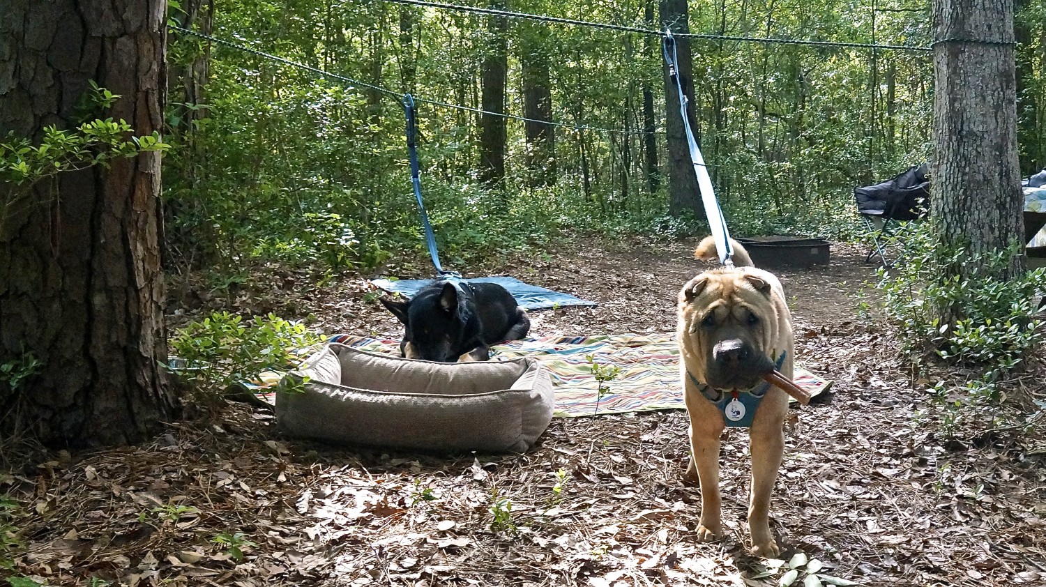  Ty the Shar-pei and Buster the German Shepherd from GoPetFriendly.com relaxing on their zip line in a campground