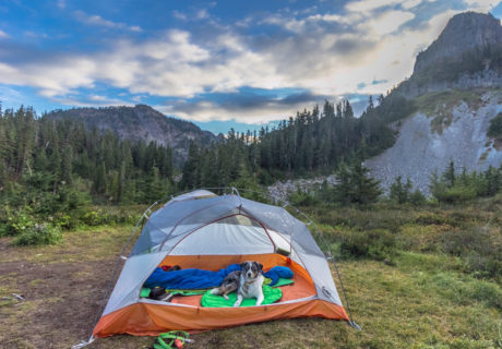 6 Affordable Vacations to Take with Your Pet