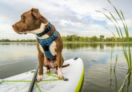 Pitbull traveling on a paddleboard
